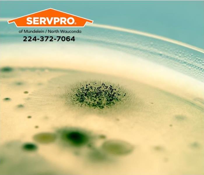 Mold spores grow in a Petrie dish.